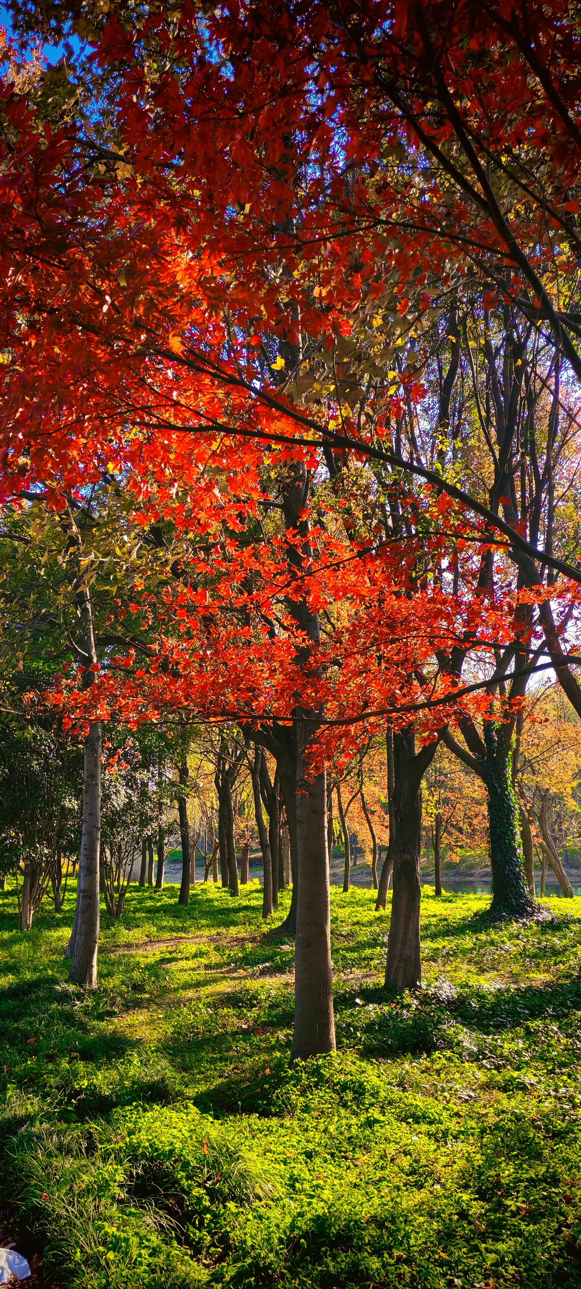 游森林赏枫叶 #分享治愈系风景 #我拍到的治愈系风景