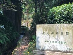 -十八棵（老龙井）御茶园(老龙井店)