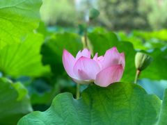 -陈家山荷花公园