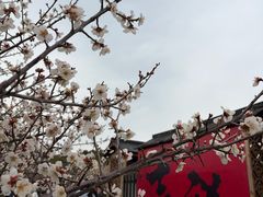 -香雪海