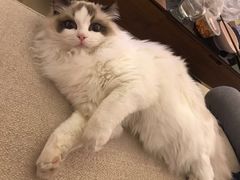 -Bastet sally猫舍购宠(静安店)