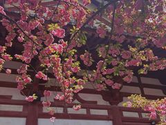 -西安青龙寺遗址景区