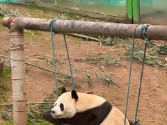 -栾川竹海野生动物园