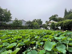 -上海醉白池公园