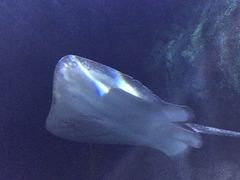 -暹罗海洋世界