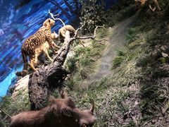 -国家自然博物馆