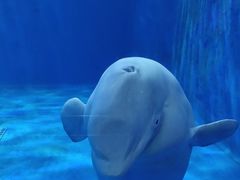 -多彩贵州城极地海洋世界