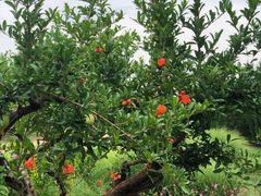 -汉长安城未央宫国家考古遗址公园