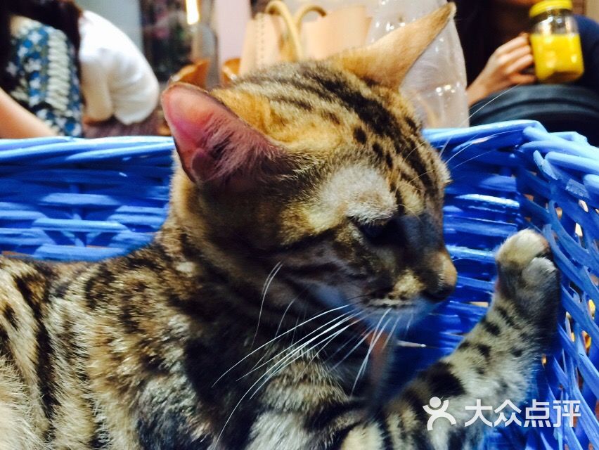 angelacat猫咪主题咖啡馆(新街口店)图片 - 第8张