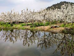 -树山生态村