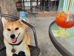 -柴犬高等学院·狗咖·柴犬售卖·宠物训练