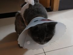 -北京博爱动物医院有限公司