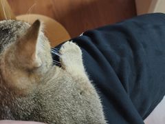 -楼上猫咖(罗湖店)
