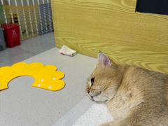 -中农大我爱我爱动物医院·核磁CT·猫病·24小时夜诊中心(石佛营店)