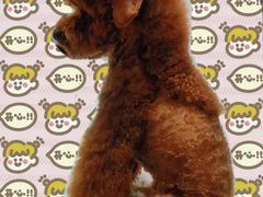 -翊宠yipet猫狗购宠庄园犬舍•猫舍