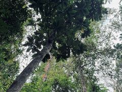 -海南热带雨林国家公园吊罗山景区