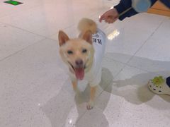 -帕帕拉兹宠物(亚洲旗舰店)