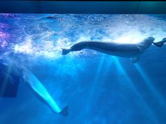-芜湖新华联大白鲸海洋公园