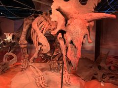 -正佳自然科学博物馆