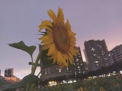 -霞山观海长廊