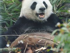 -泉州海丝野生动物世界