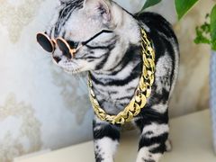 -猫大福·Fortune Cat猫舍(百子湾店)