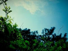 -铁山坪森林公园