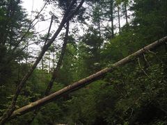 -峡谷浮石林景区