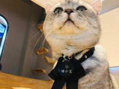 -啵啵喵·猫咖(攀华国际店)