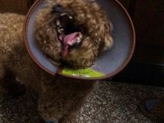 -思宇宠物医院