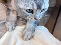 -有喵·猫咖·狗咖·30几只猫10只小狗(岗厦店)