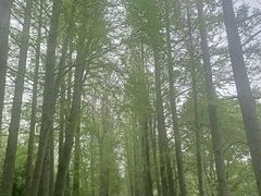 -上海滨江森林公园
