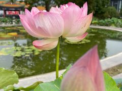 -莲花池公园
