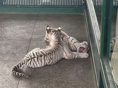 -秦皇岛野生动物园
