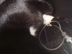 -伟伟宠物医院·CT影像中心·瑞派犬猫综合性门诊(汉口总院)