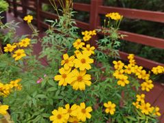 -广州白江湖森林公园