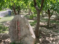 -御林古桑园