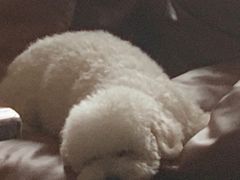 -FAELING PETS美天灵宠物(合生汇店)