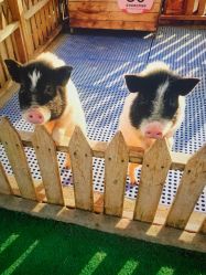 -萌宠亲子动物乐园(槐房万达店)