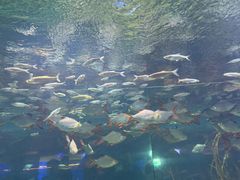 -芜湖新华联大白鲸海洋公园