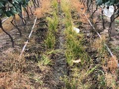 -马陆小张葡萄园农家乐