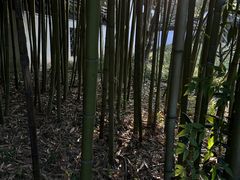 -秋霞圃