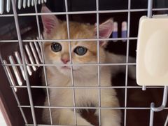 -瑞派福兴宠物医院犬猫全科·骨科·中西医结合(河东店)