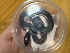 -酷以爬仙阁实体爬宠店·守宫·蜥蜴·专业繁育