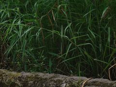 -成都市活水公园