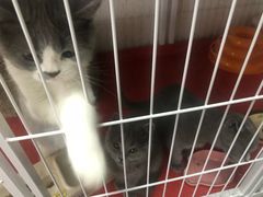 -我爱猫咪·猫咖·狗咖·安哥拉兔·羊驼咖(小寨华旗店)