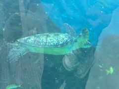 -苏州海洋馆