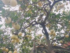 -闻酥园(青羊区人民中路店)