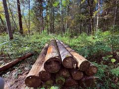 -五营红松林海景区