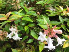 -苏州香山国际大酒店